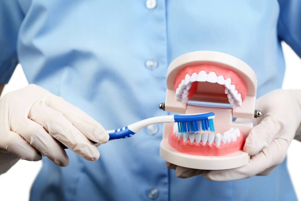 Dentist holding teeth model and a toothbrush
